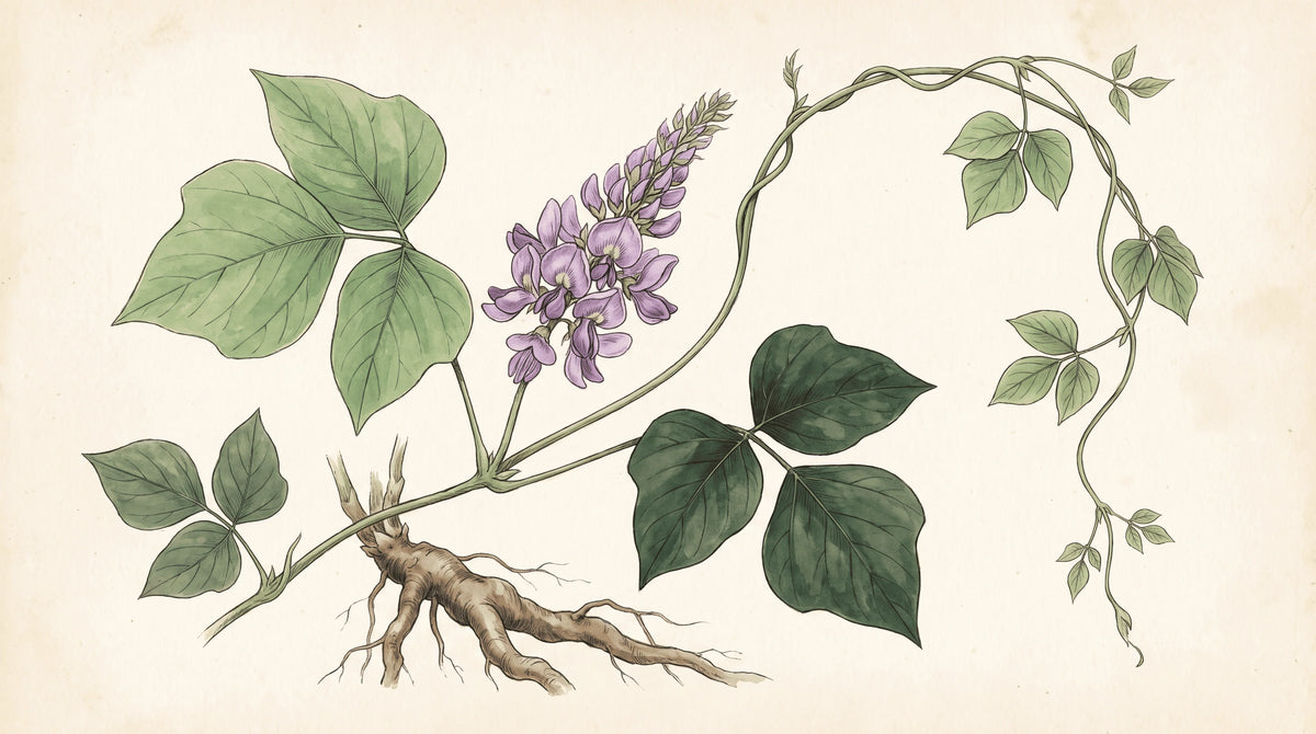 Kudzu : bienfaits, dangers et effets sur le foie Image